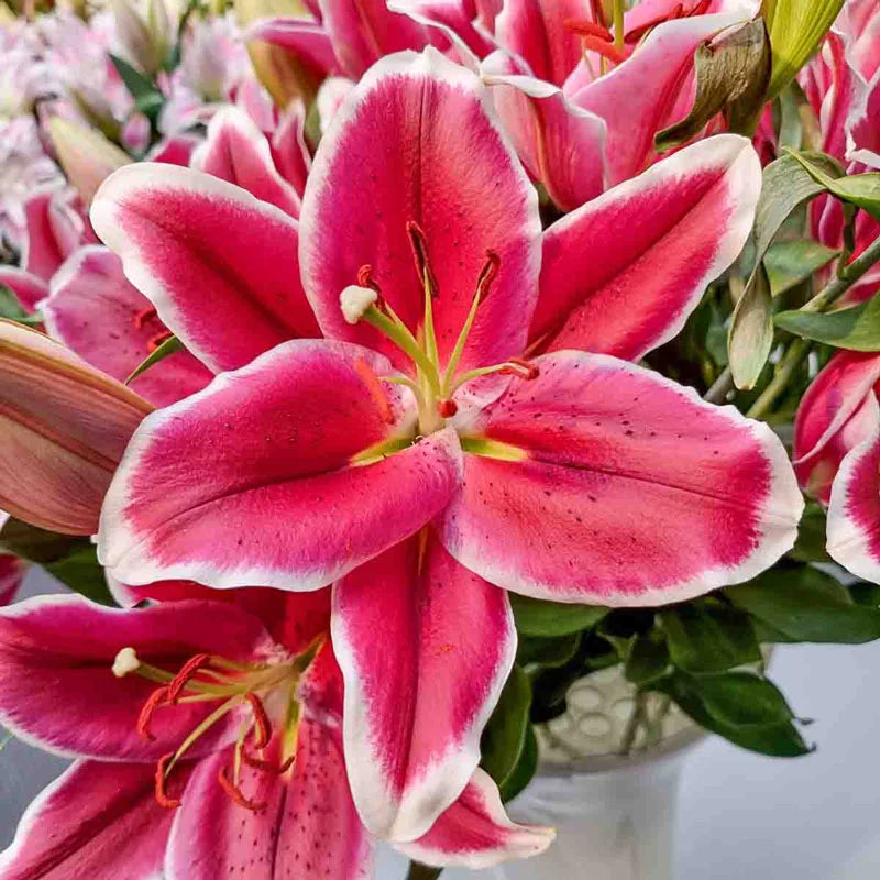 Lily Tree 🌷 – A Symphony of Scent and Beauty in Every Bloom 🎶