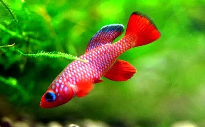 🐟 2026 Magical magic fish eggs