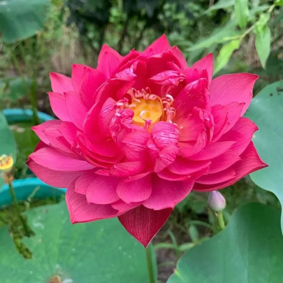 🌸Last Day 50% OFF💐The Sacred Bonsai Bowl Lotus Flower
