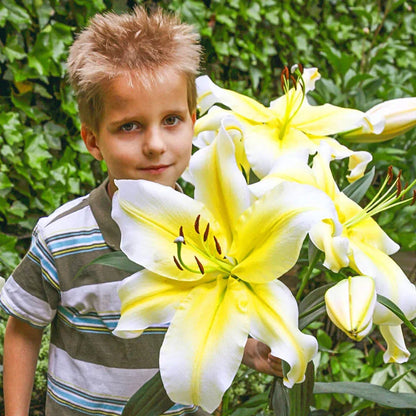 Lily Tree 🌷 – A Symphony of Scent and Beauty in Every Bloom 🎶