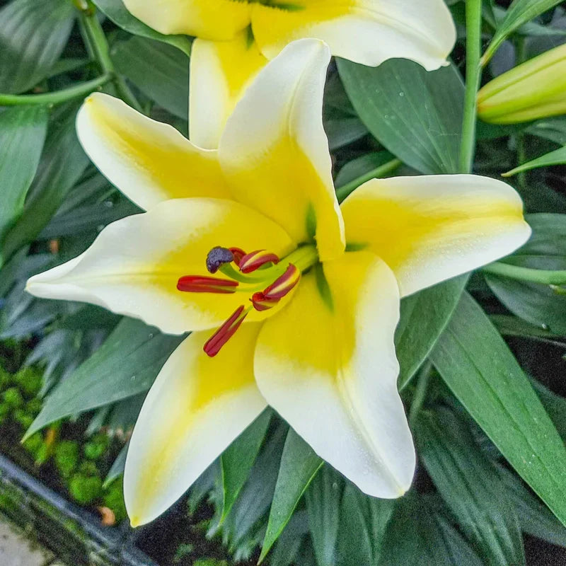 Lily Tree 🌷 – A Symphony of Scent and Beauty in Every Bloom 🎶