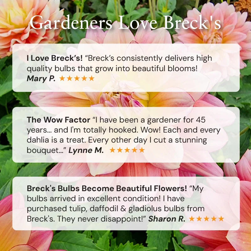 Lily Tree 🌷 – A Symphony of Scent and Beauty in Every Bloom 🎶