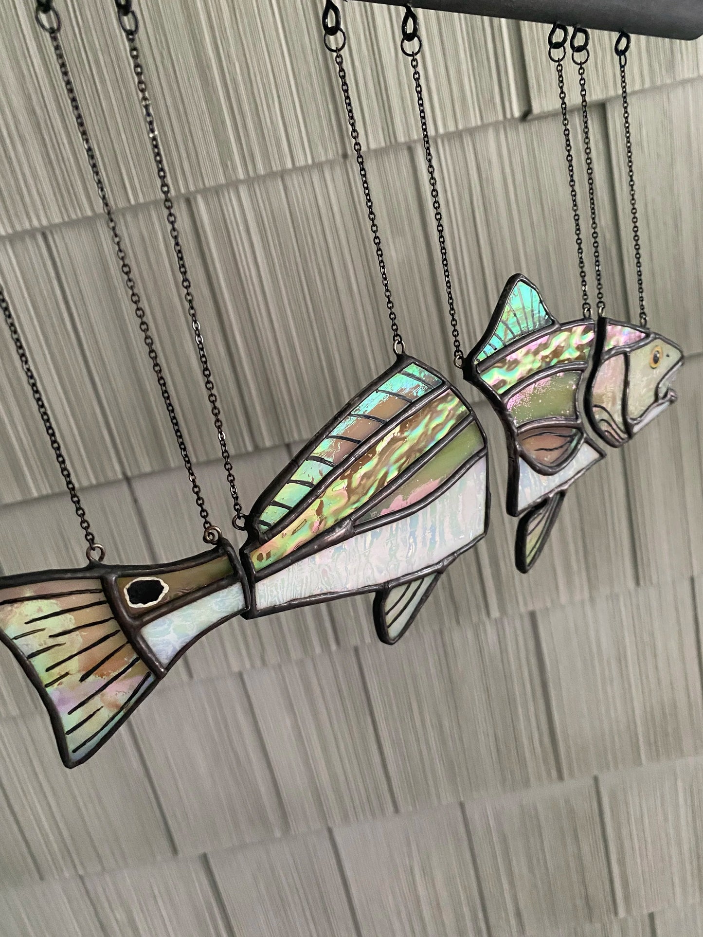🐟 Red Drum Swimming Illusion