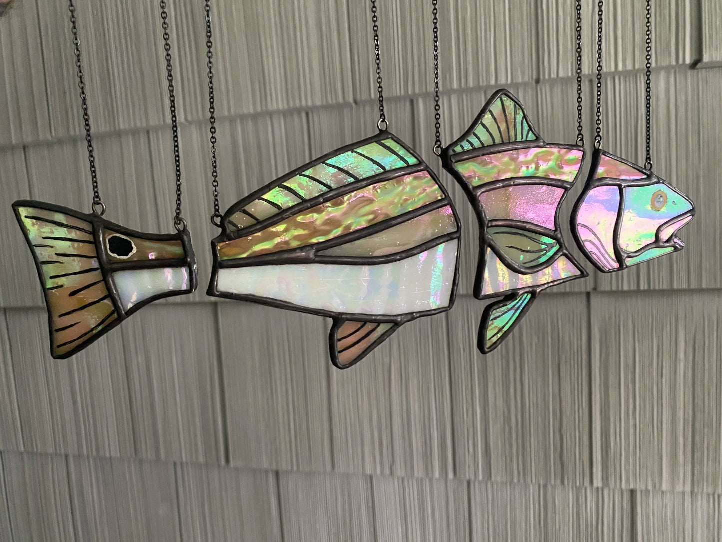 🐟 Red Drum Swimming Illusion